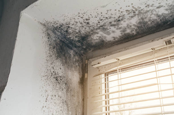 Affordable Mold Inspection And Testing solutions in Cedar, MI